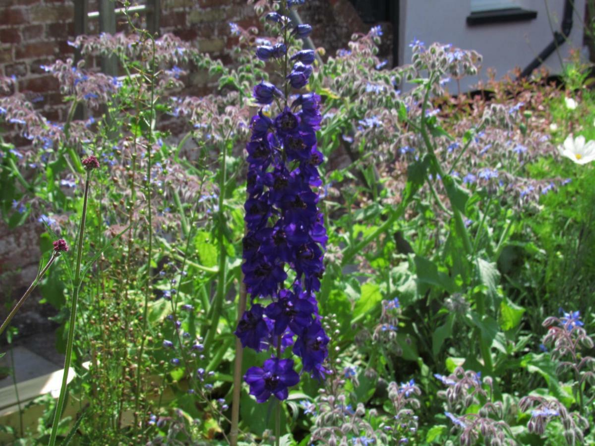 The Old Vicarage Hotel & Restaurant Bridgwater Luaran gambar Delphinium 'Blue King'